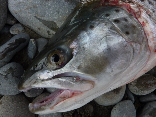 Christchurch Fishing Guides